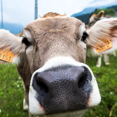 Residence Cavanis Wellness & Spa Aparthotel 4*